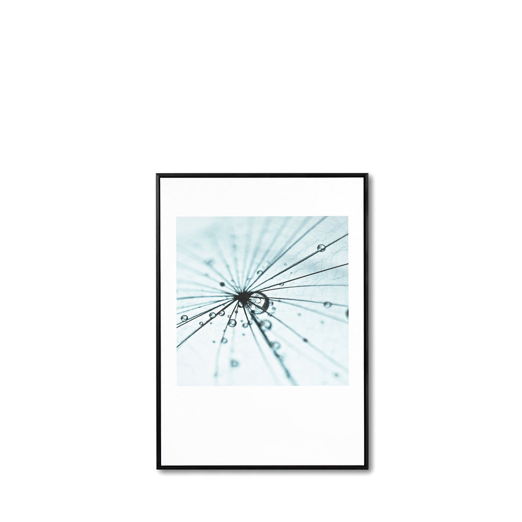 Quadro Dandelion 1 - 50x70cm preto